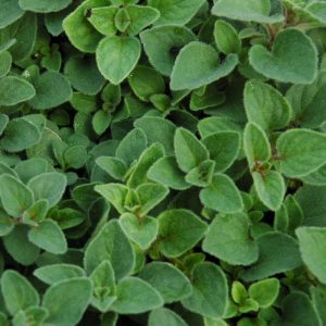 black pepper (copy)