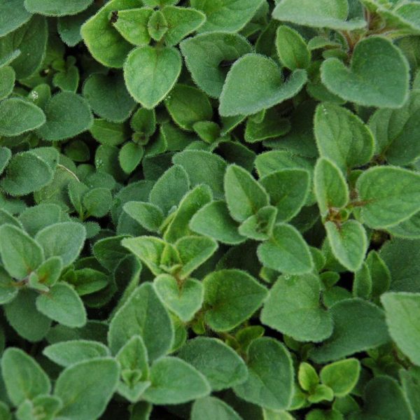 black pepper (copy)