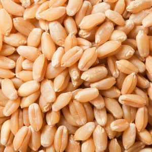 ragi (copy)